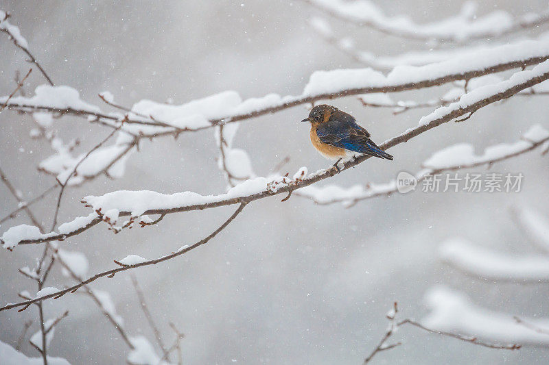 一只年轻的东方蓝鸟(Sialia sialis)在暴风雪